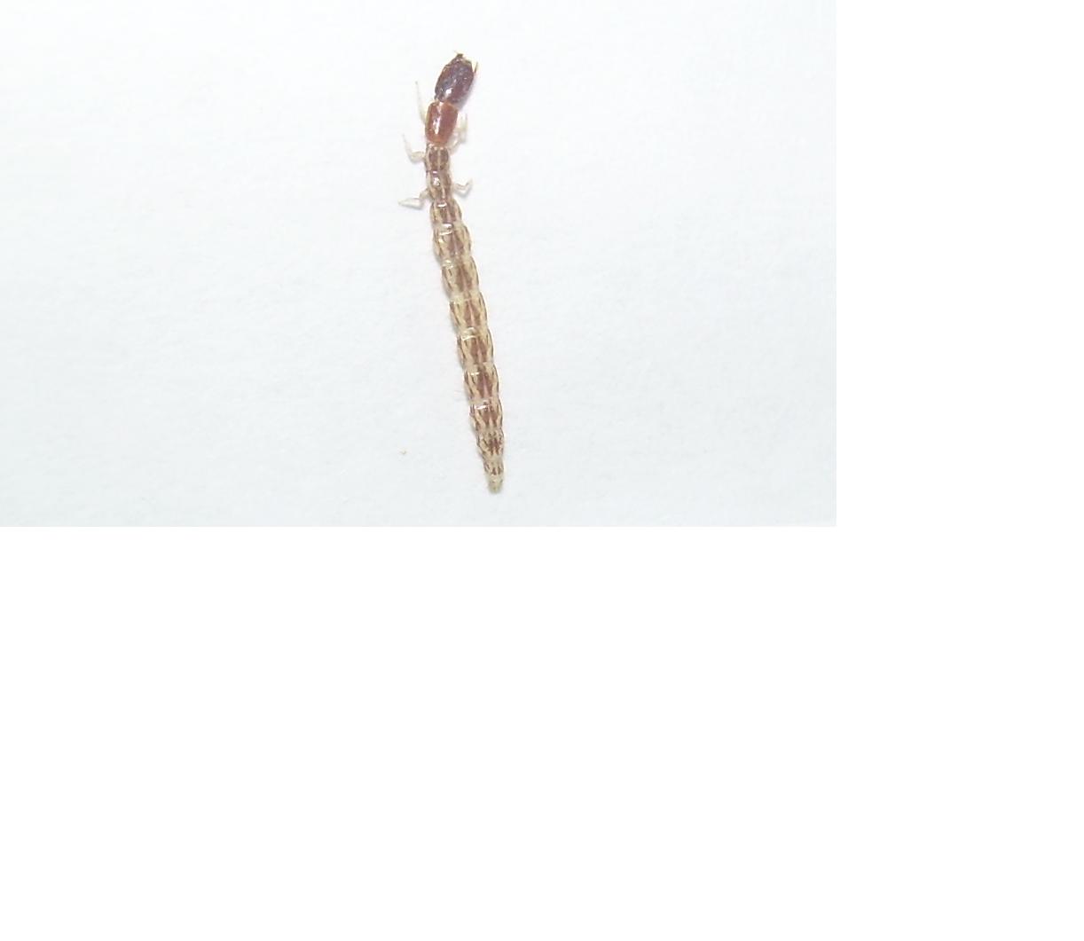 Larva Rafidiottero